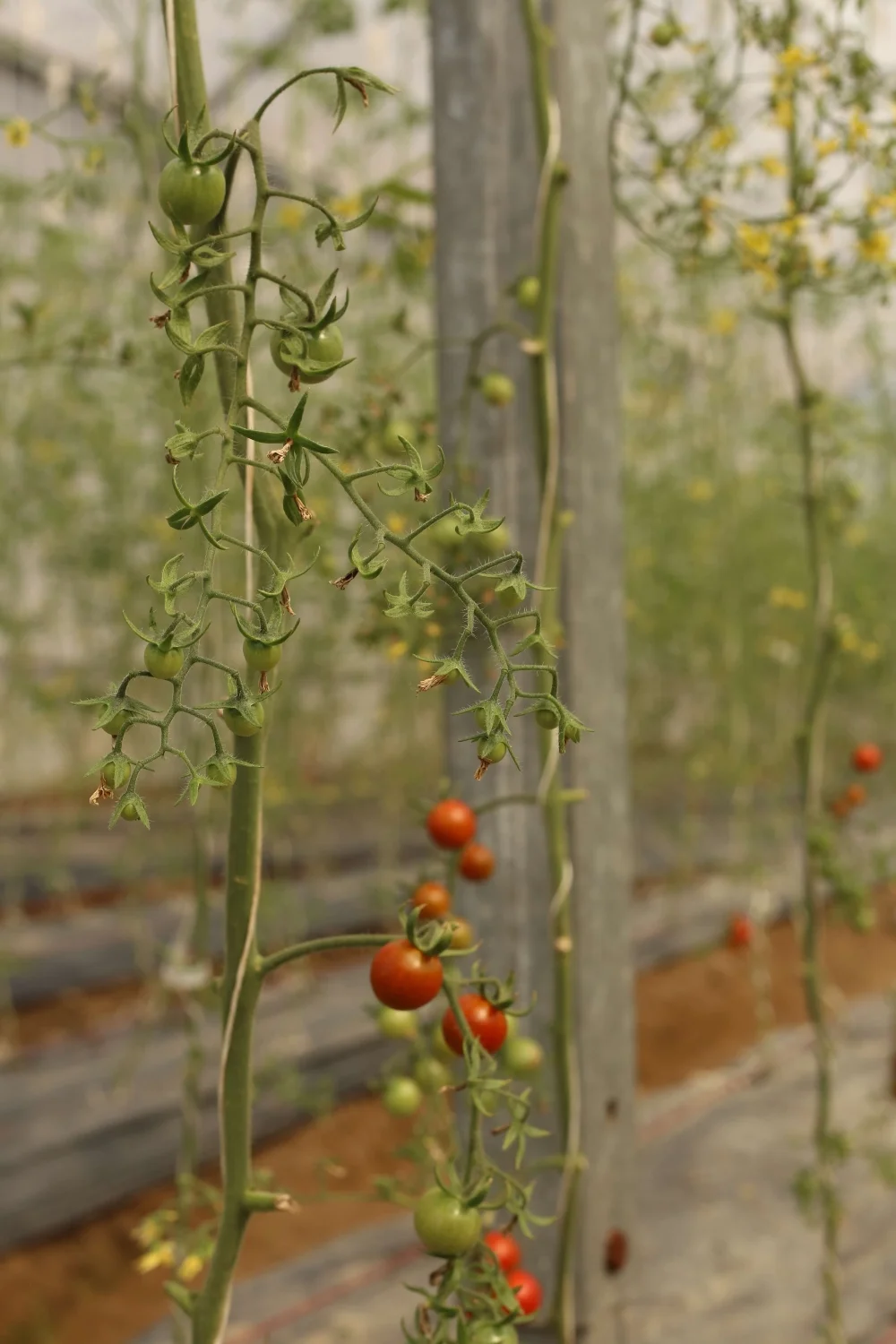 Organic greenhouse farming in Pakistan