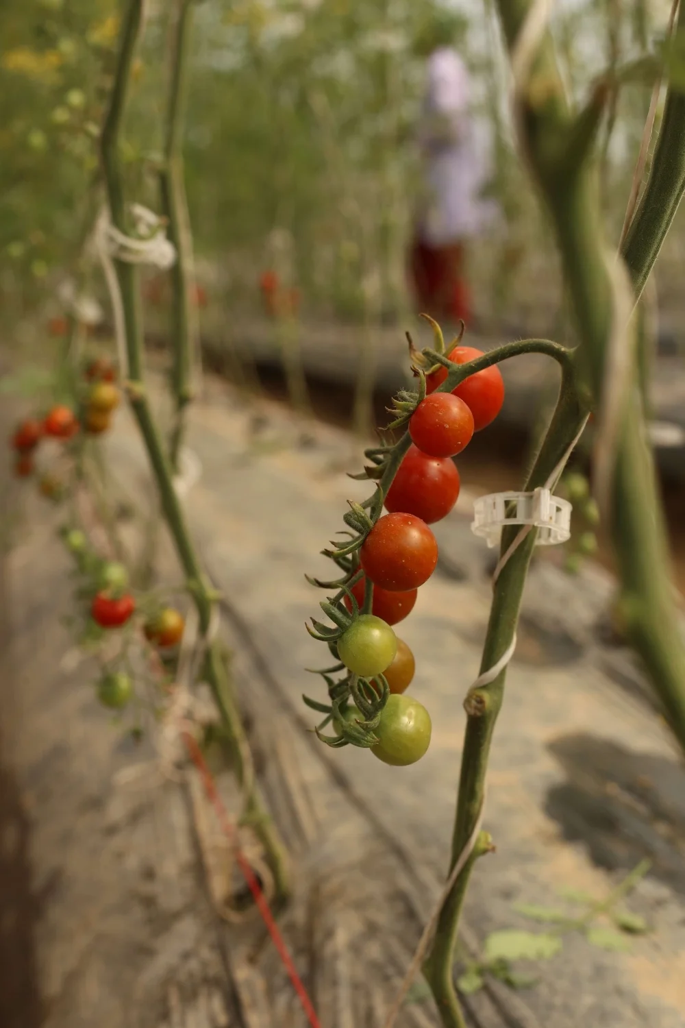 Hanging cherry tomatoes