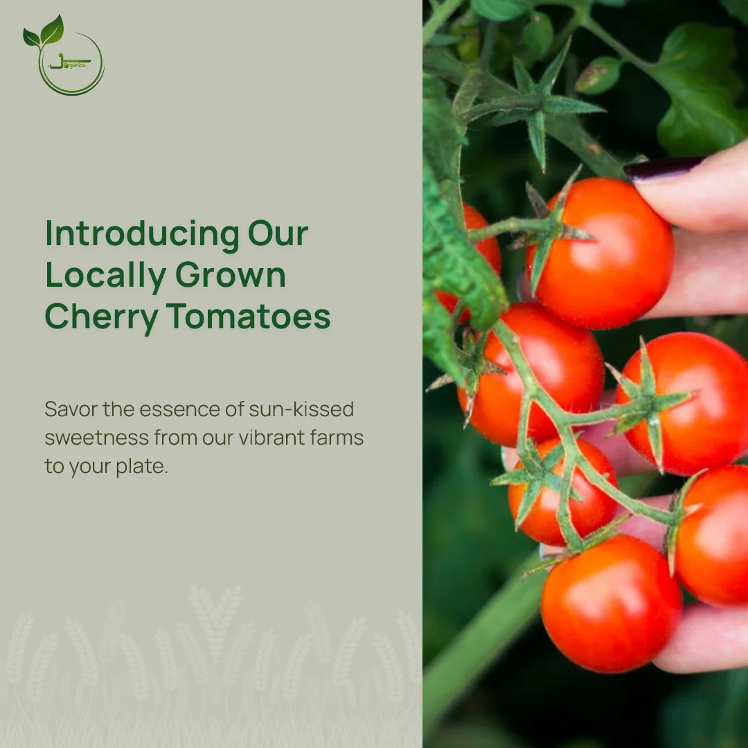 unripe cherry tomatoes plant