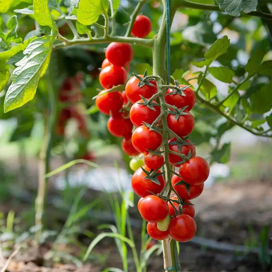 Healthy cherry tomatoes
